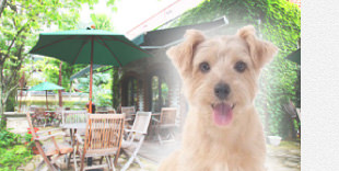 愛犬といっしょに